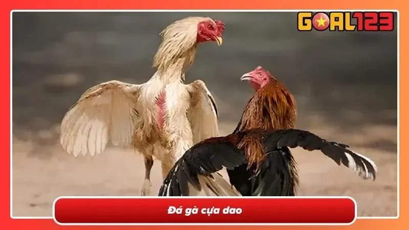 Đá gà cựa dao lôi cuốn trong từng trận đấu