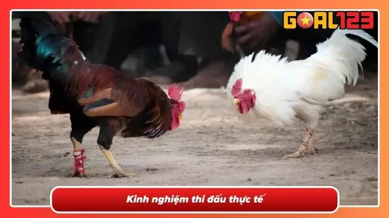 Chiến kê bật nhảy và thực hiện pha tấn công cự ly gần