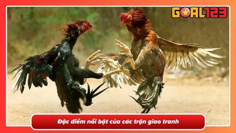 Chiến kê chuẩn bị thi đấu