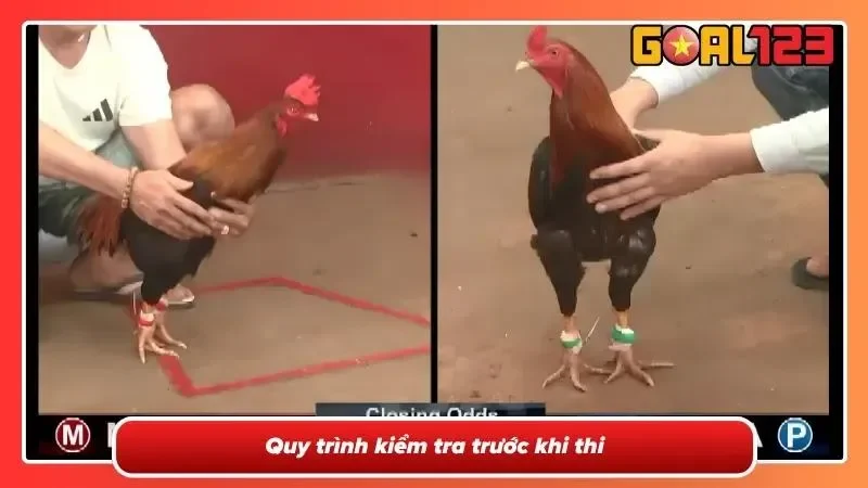 Trọng tài kiểm tra chiến kê