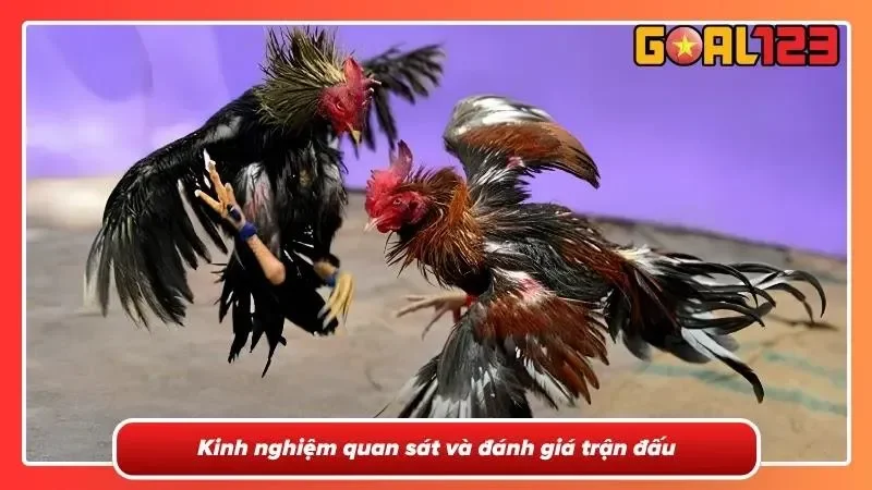 Theo dõi đá gà Thomo trực tuyến